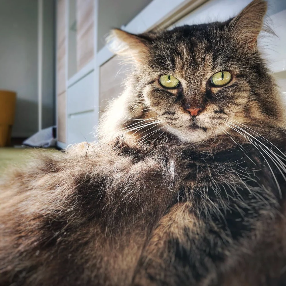 Le chat est &agrave; la fois concret, palpable, tangible, parfois tr&egrave;s explicite et myst&eacute;rieux, hors d'atteinte, insaisissable, sibyllin.

Et c'est dans cette forme d'ambigu&iuml;t&eacute; que r&eacute;side tout son charme.

Curieusemen