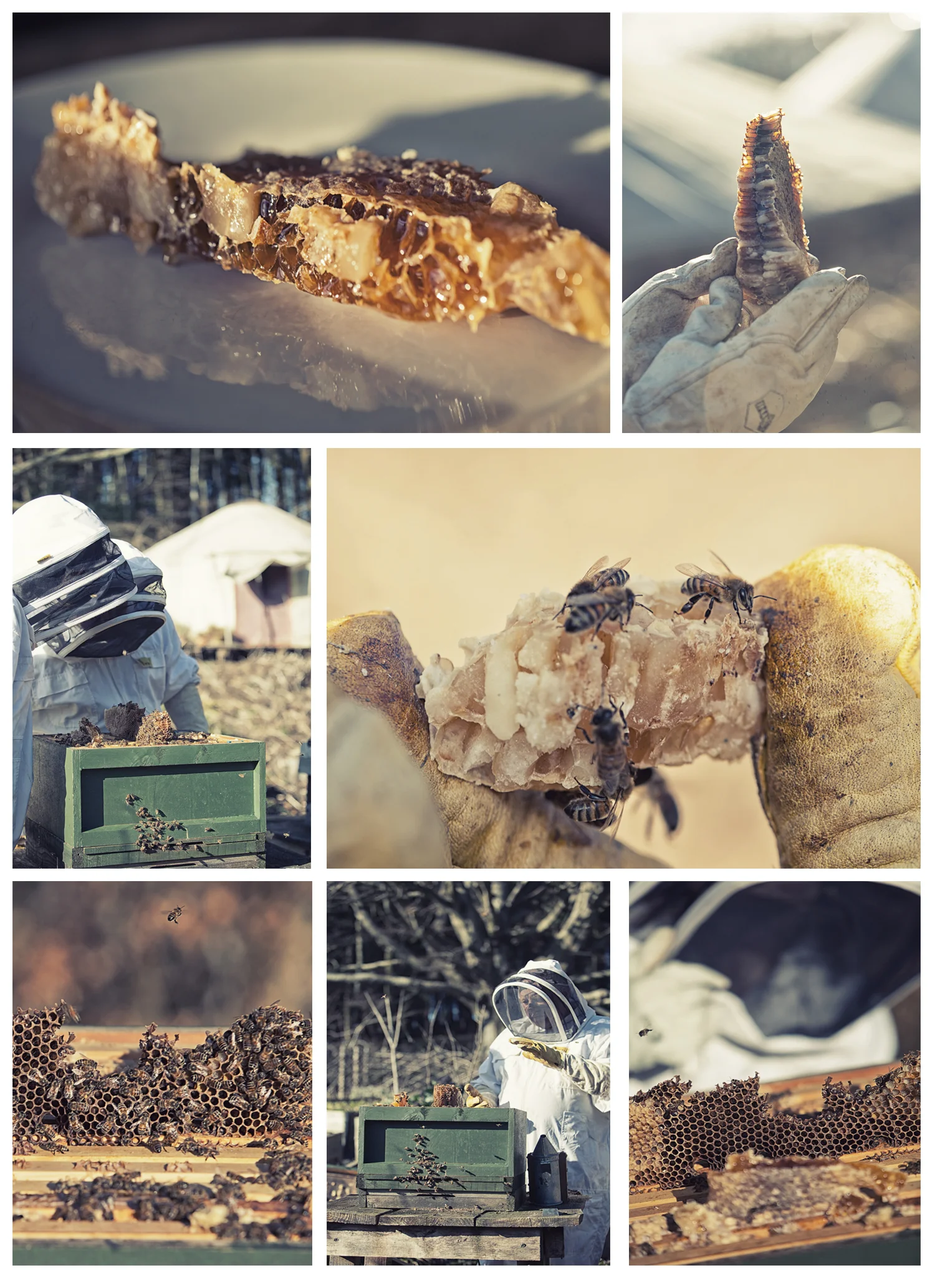 honey bees