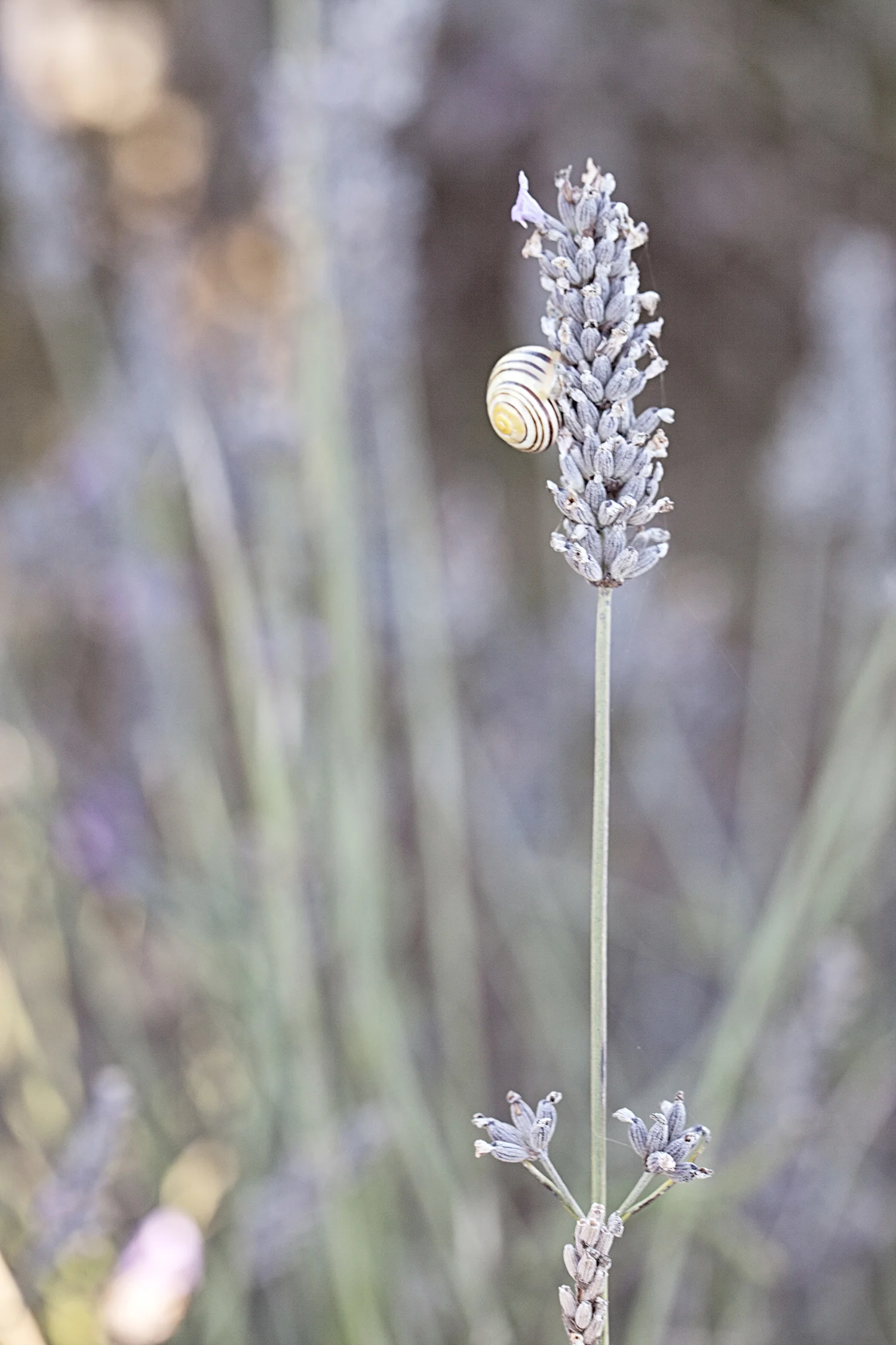 snail