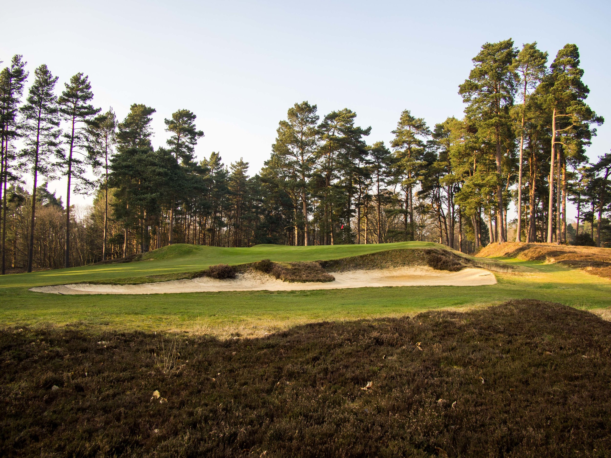 Swinley Forest