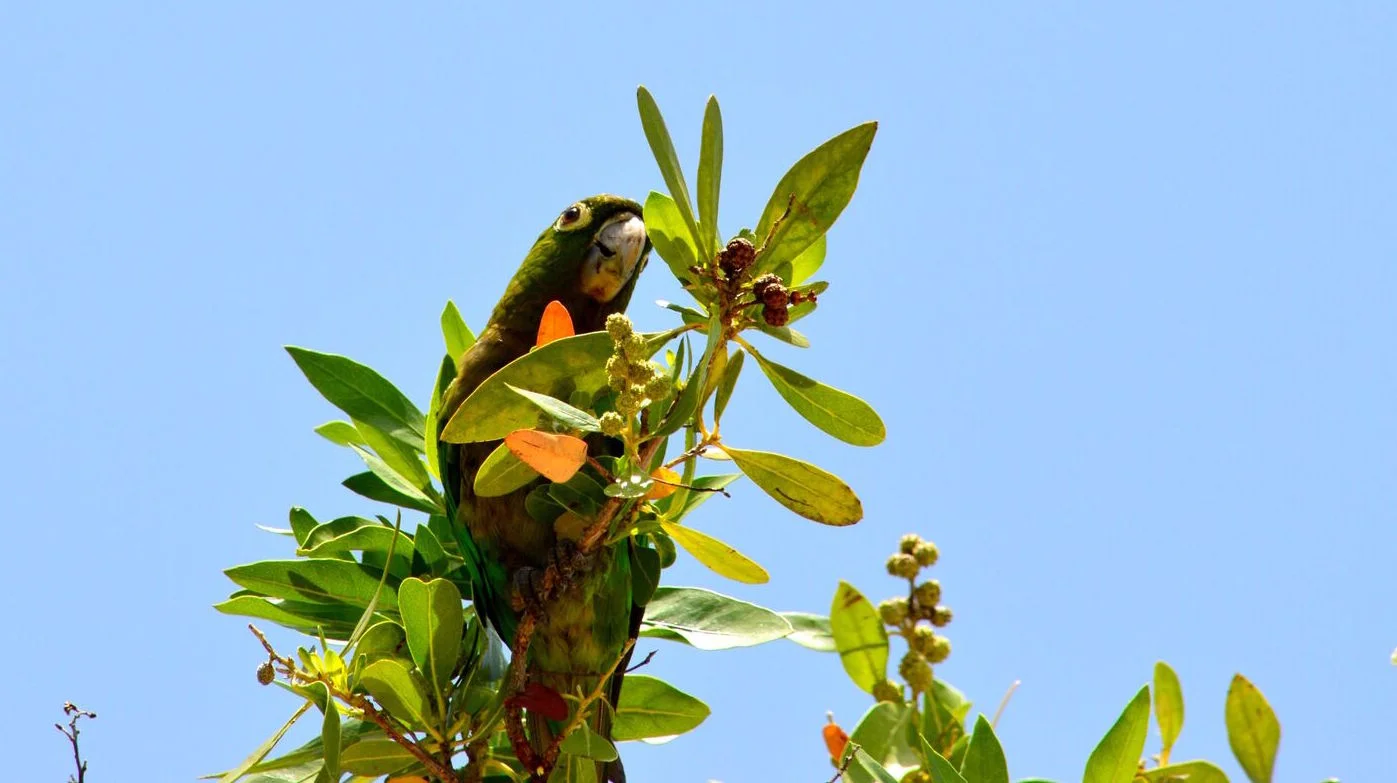 jamaica parrot.jpg