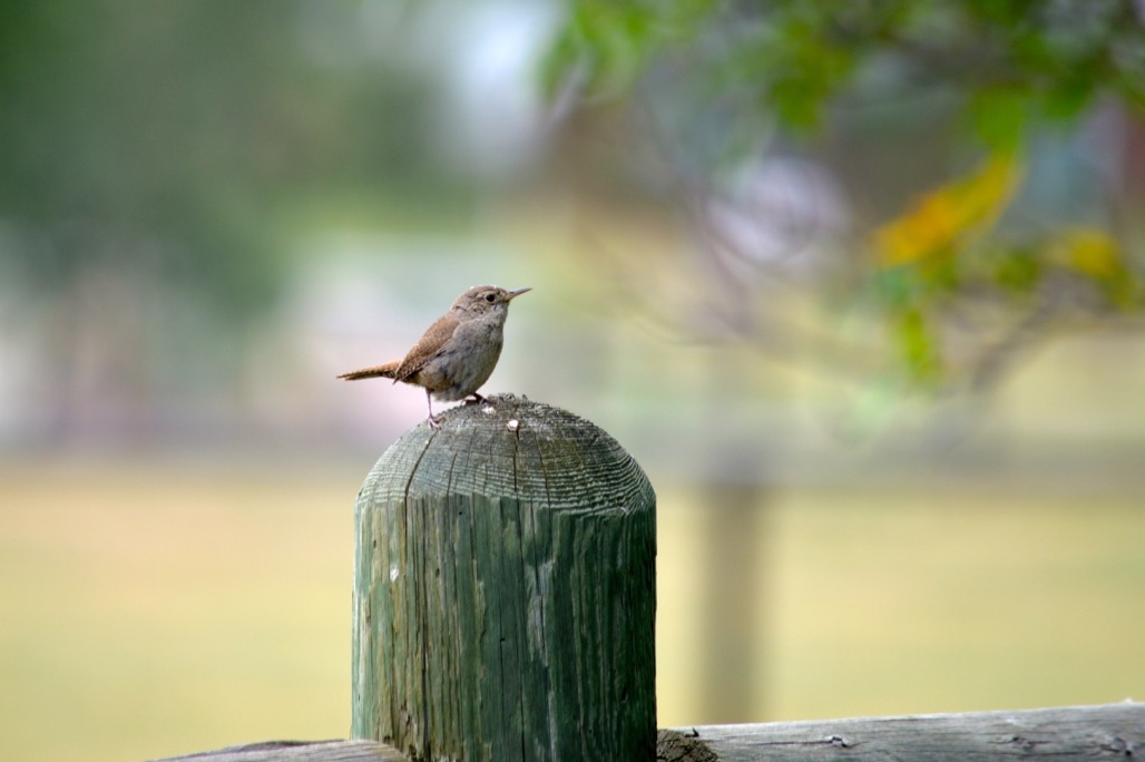 Finch before leaving nest.jpeg