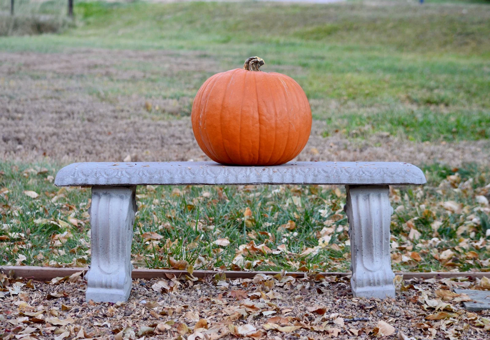 Pumpkin Bench.jpg