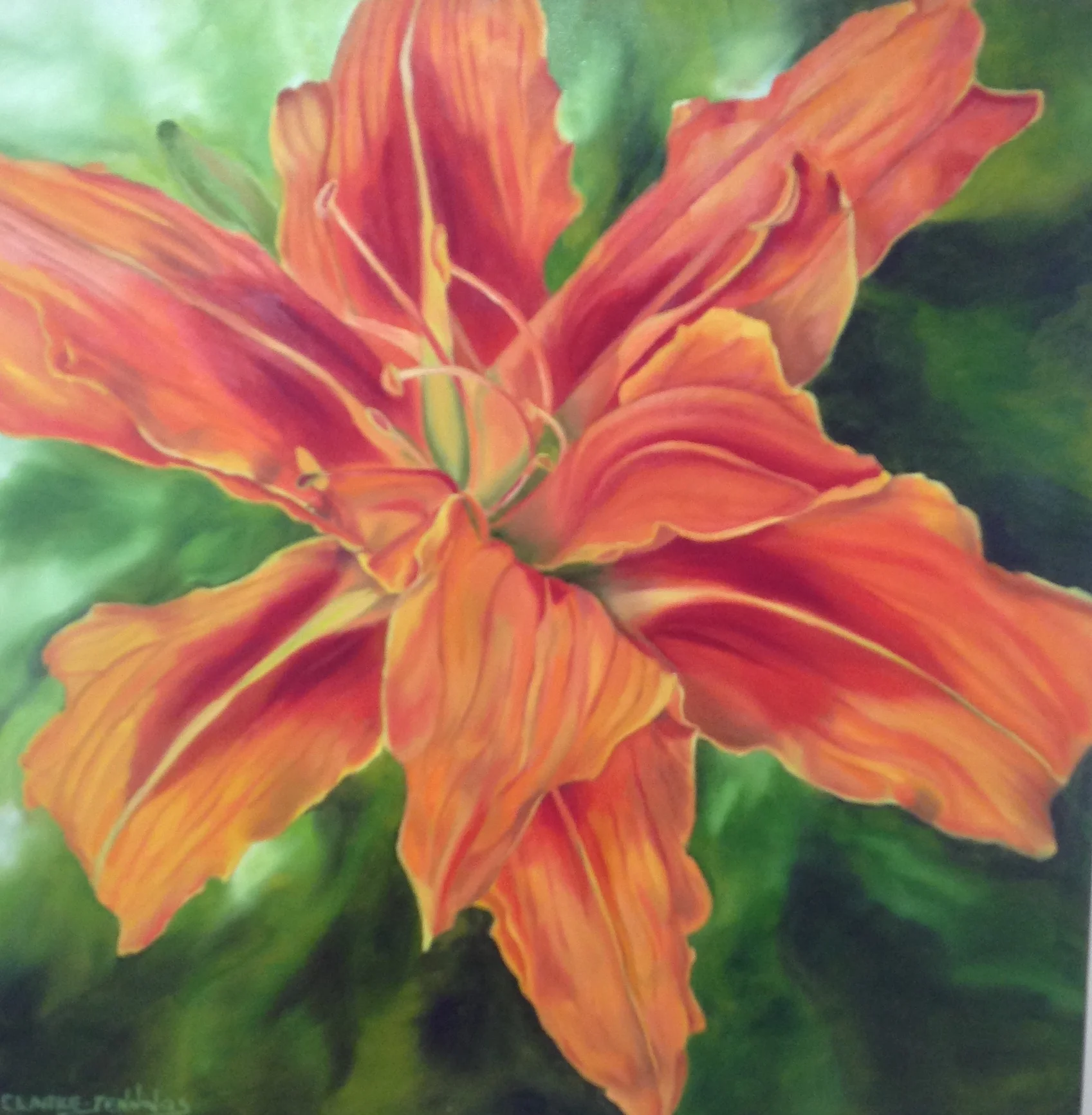 Tiger Lily