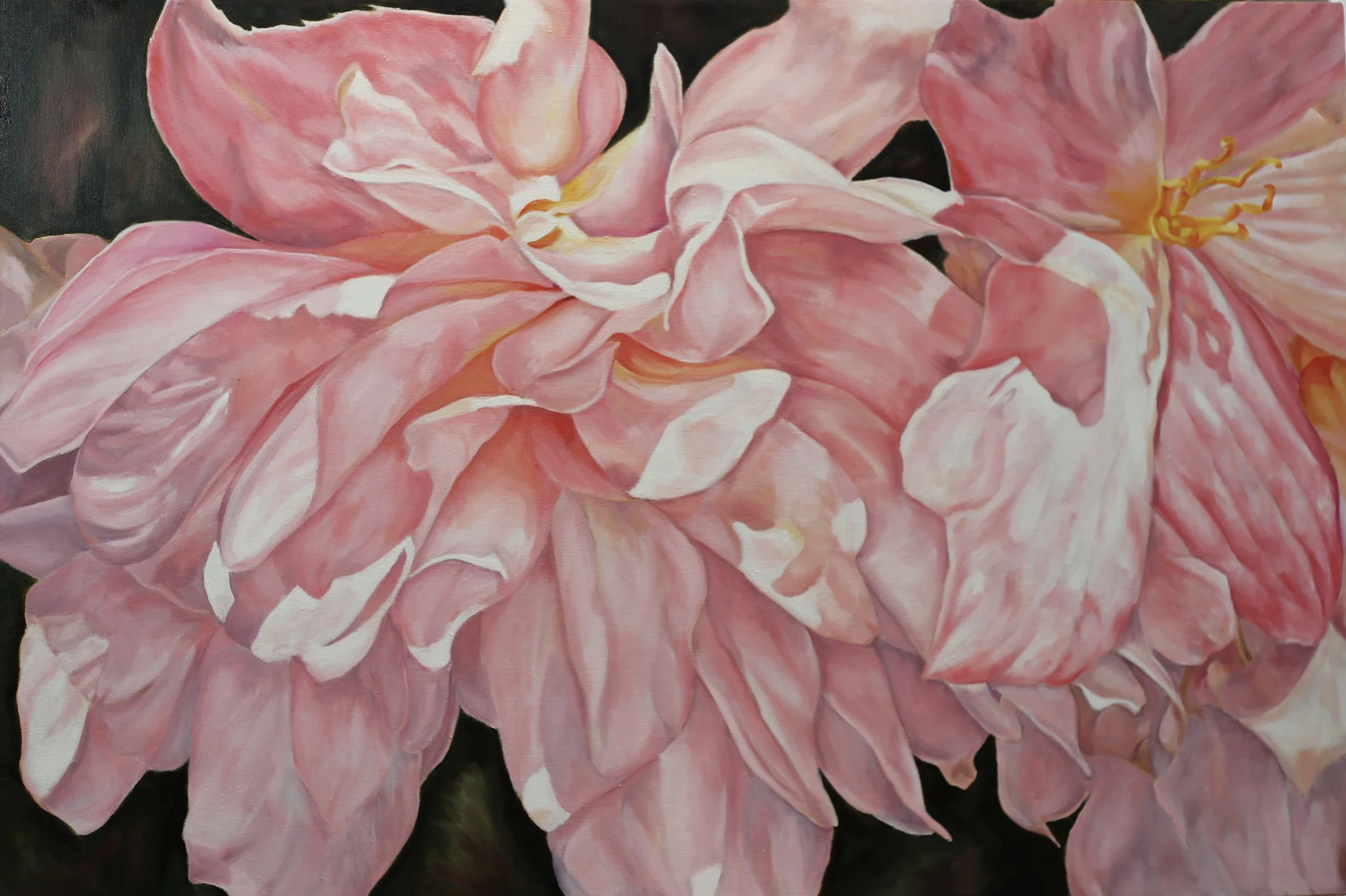 Pink Romance Begonia