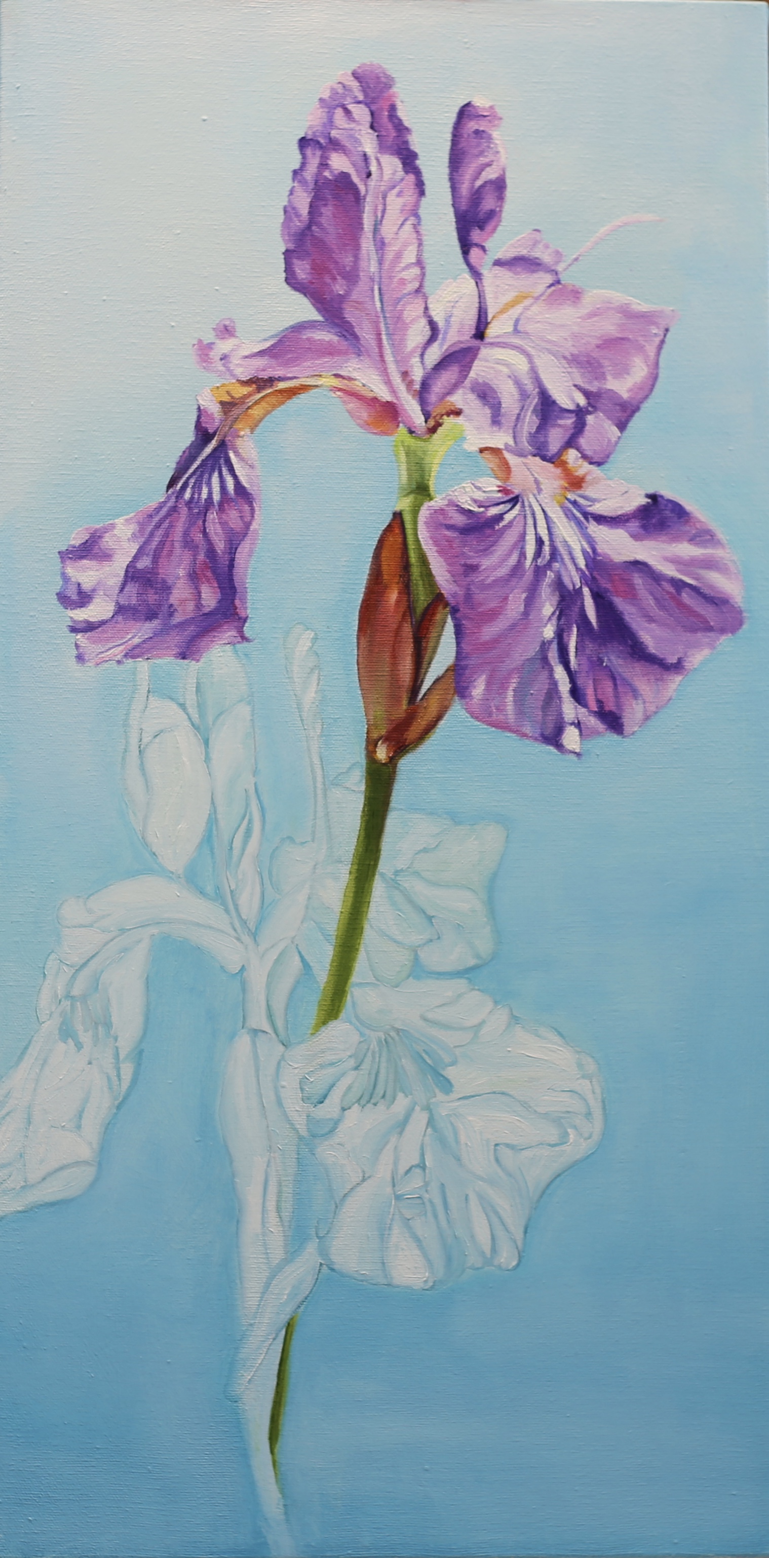 Iris with Shadow