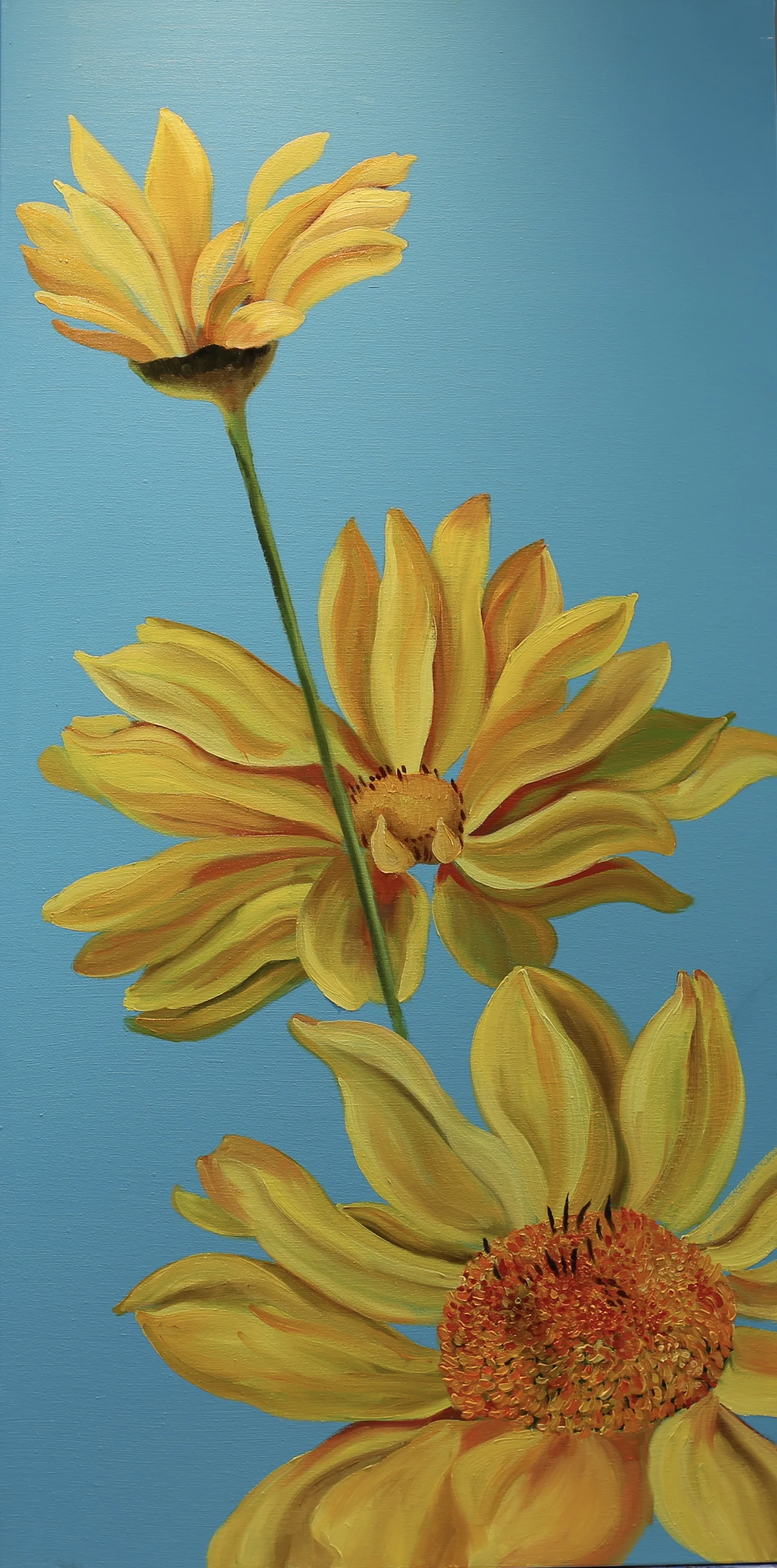 Triplet Daisies