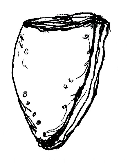 shell drawing 3.jpg