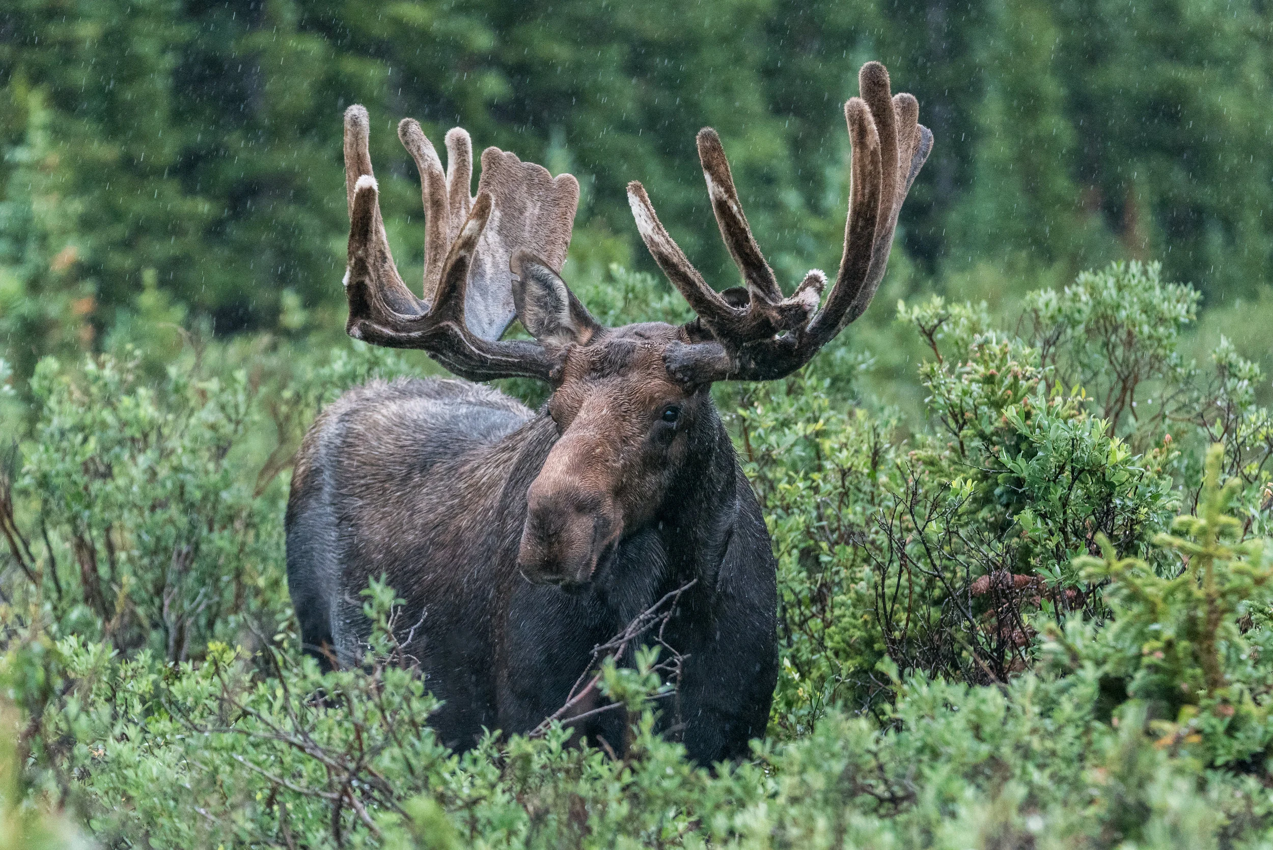Brainard Moose 07-29-17.jpg