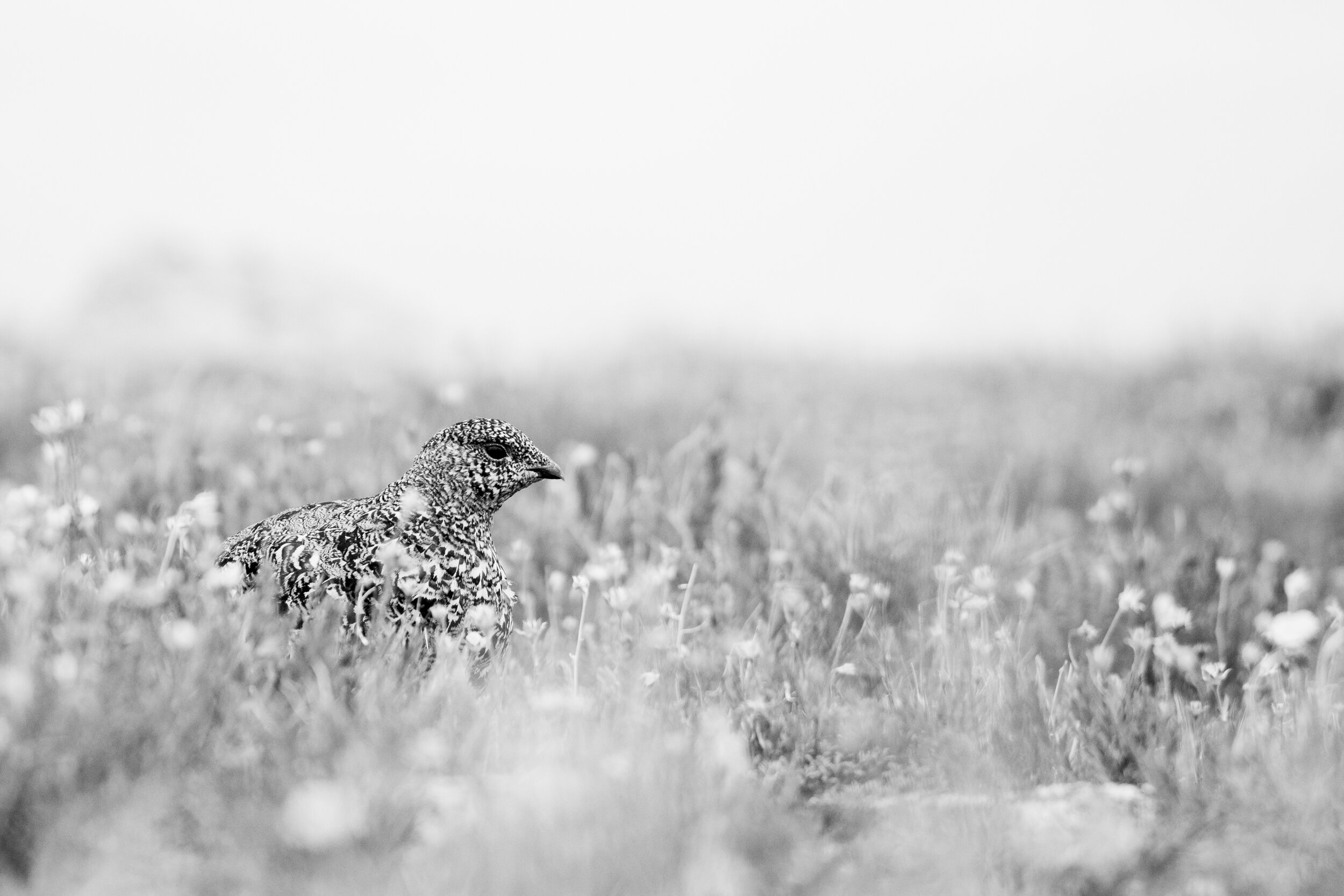 2019_B&W-7.jpg