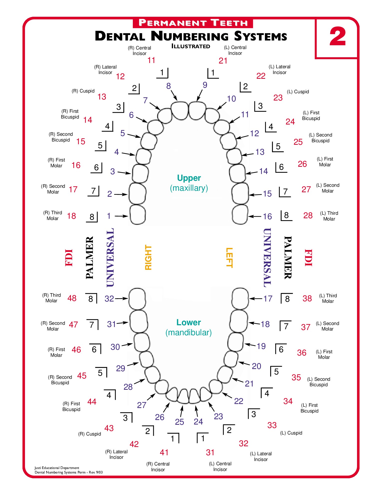 Printable Tooth Numbering Chart Printable World Holiday