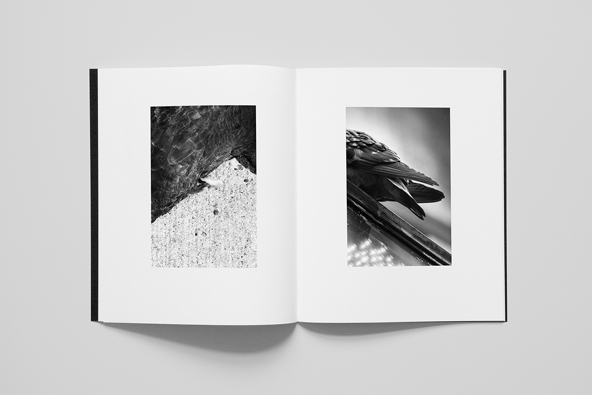 Pigeons04.jpg
