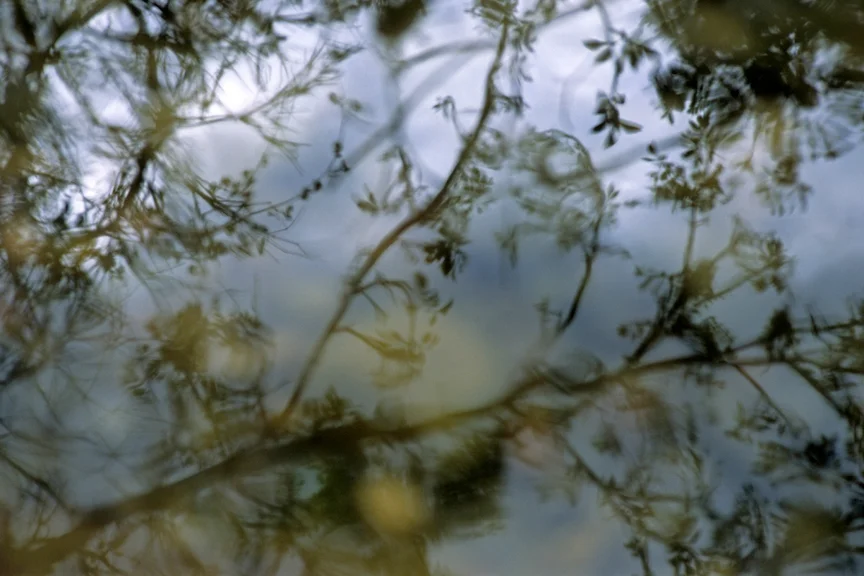 diffuseWEB(8x12).jpg