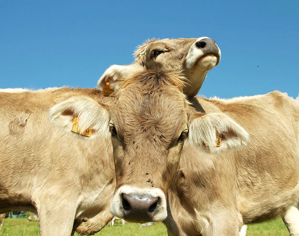 cow14.jpg