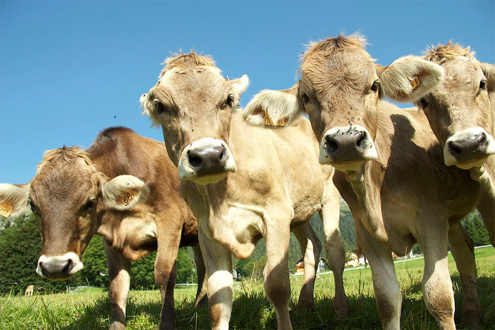 cow12.jpg