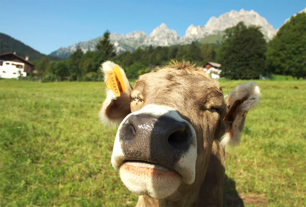 cow17.jpg