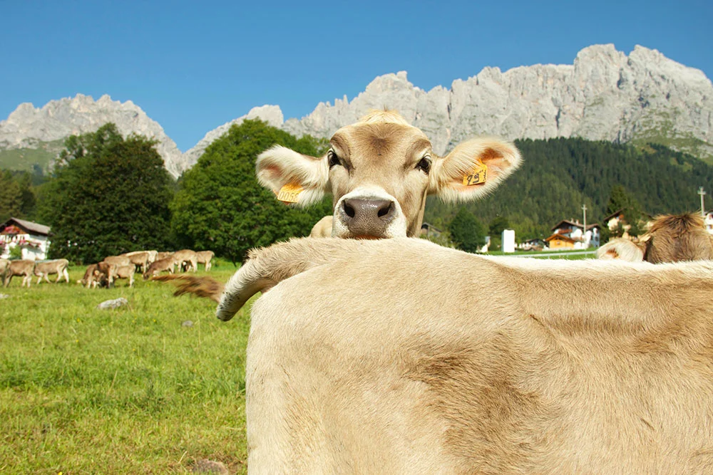 cow15.jpg