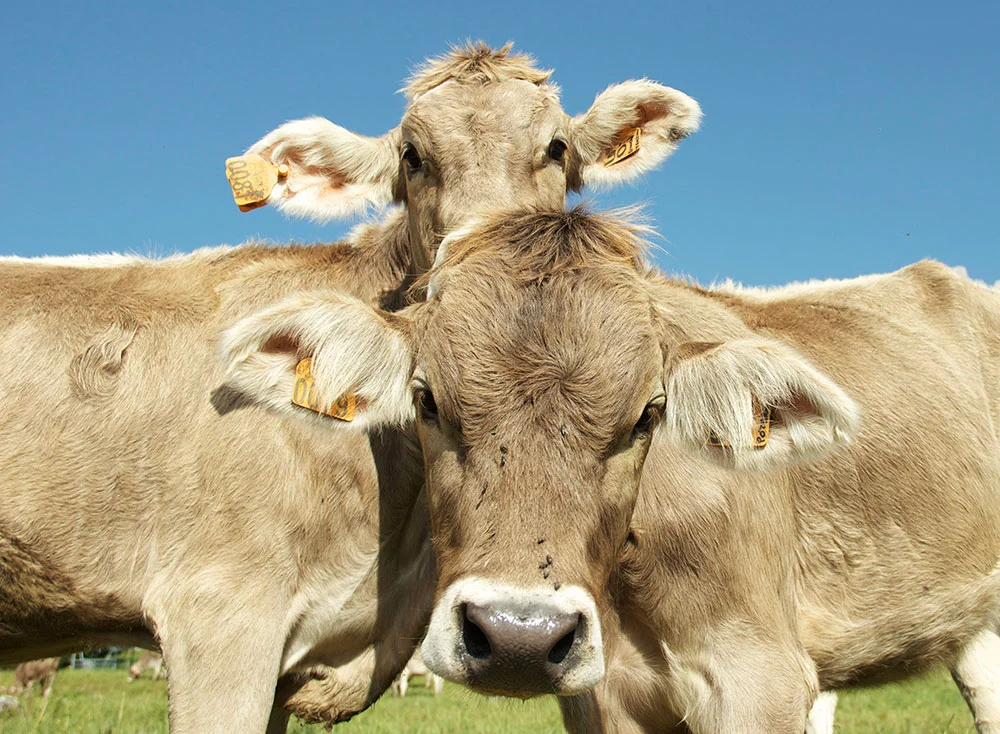 cow30.jpg