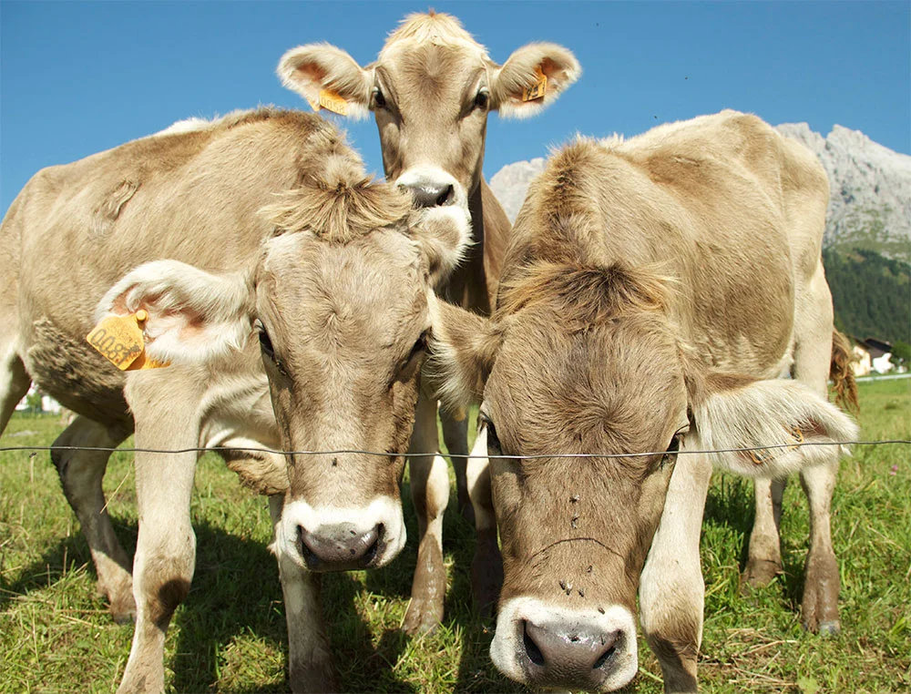 cow31.jpg