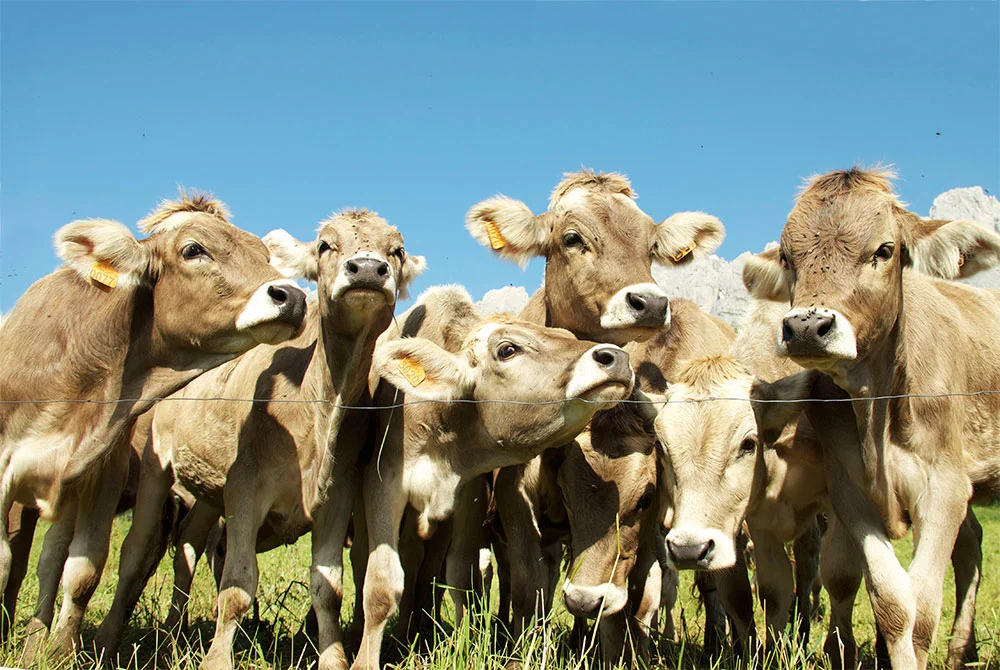 cow34.jpg