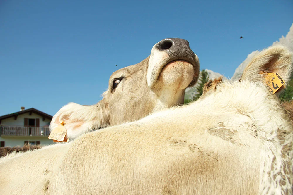 cow23.jpg