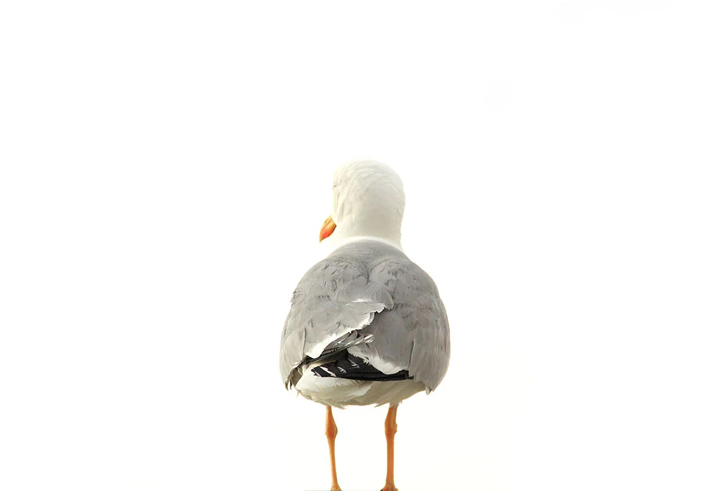 pigeonincapri_cover.jpg