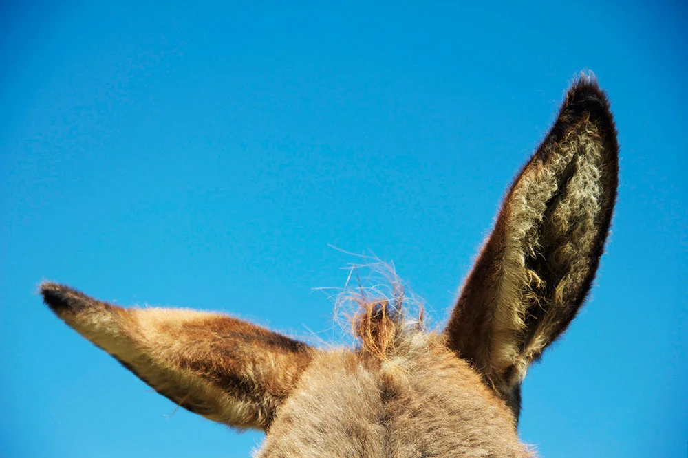 DONKEY2.jpg