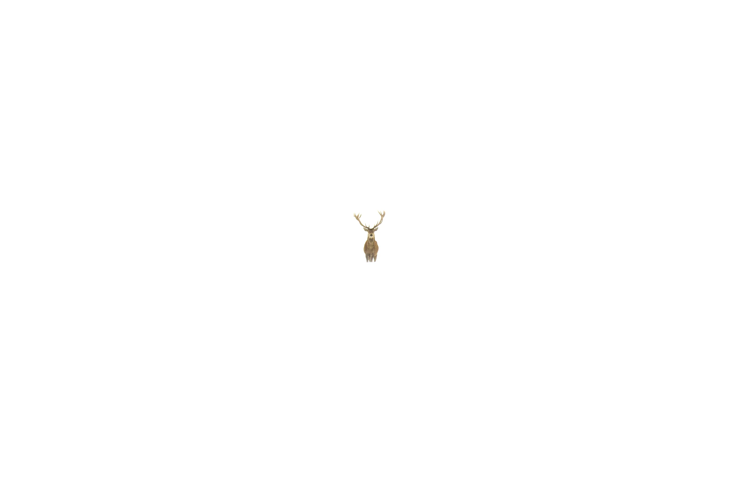 THE DEER