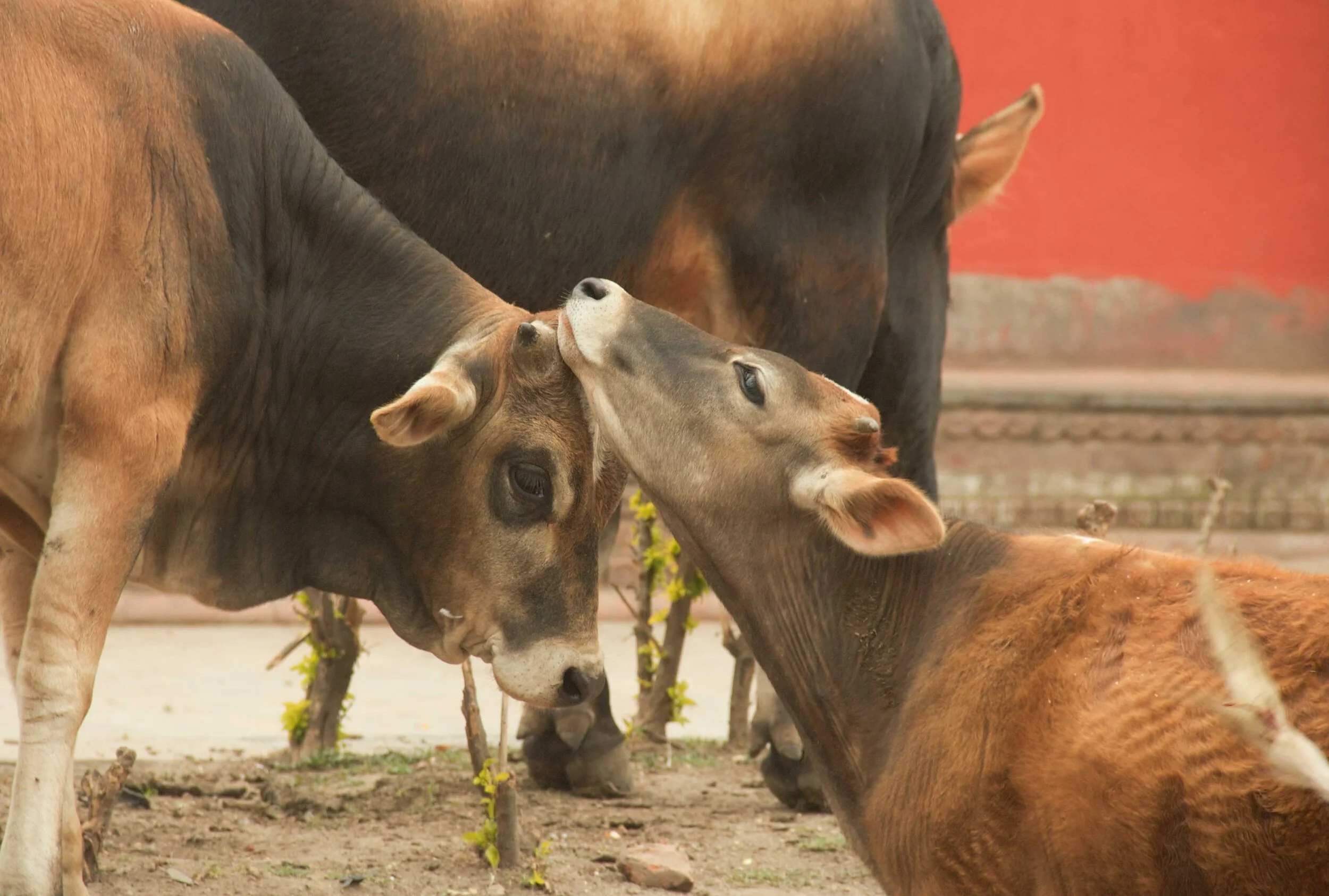 The_Skolz_nepal-0408.jpg