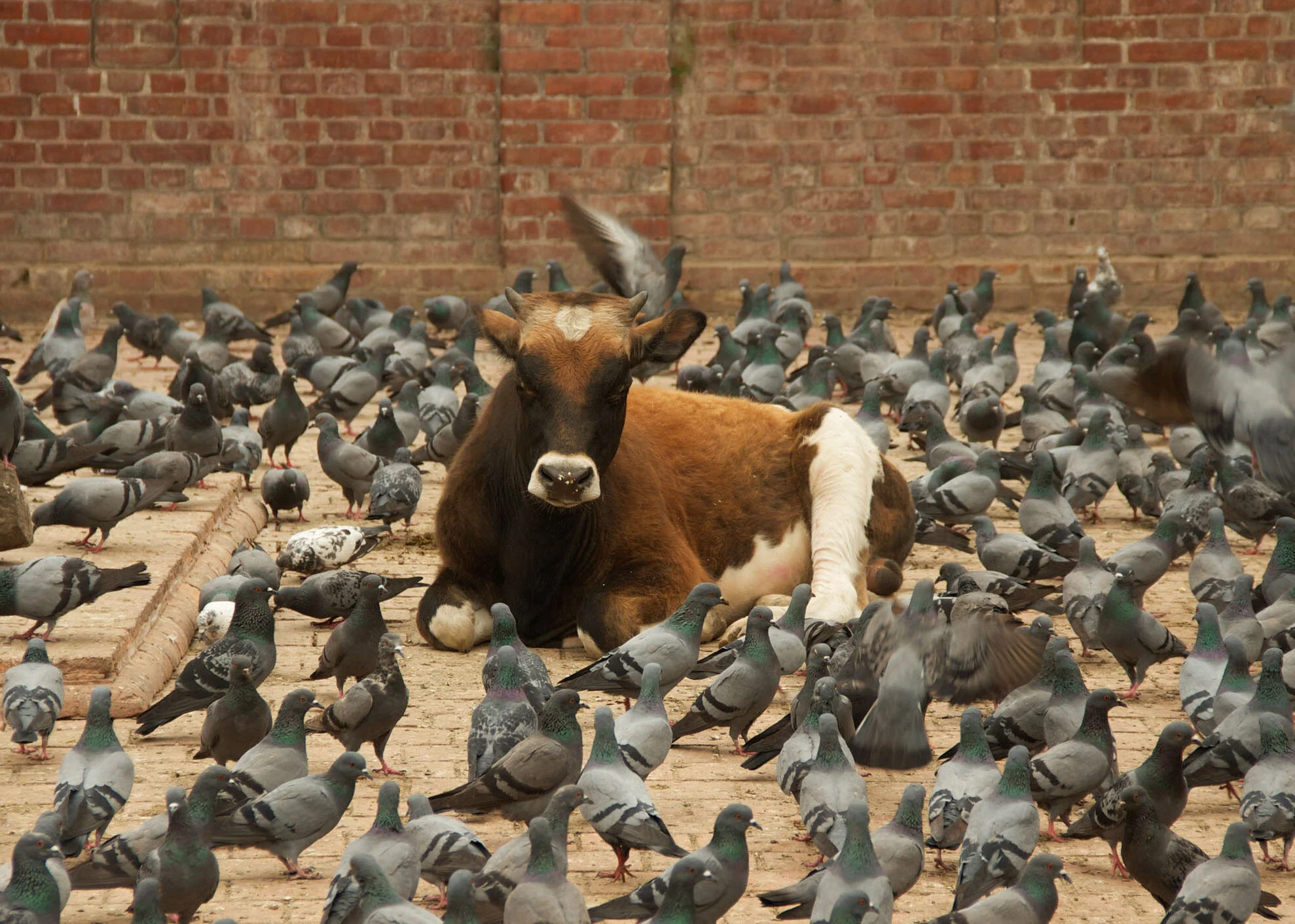 The_Skolz_nepal-.jpg