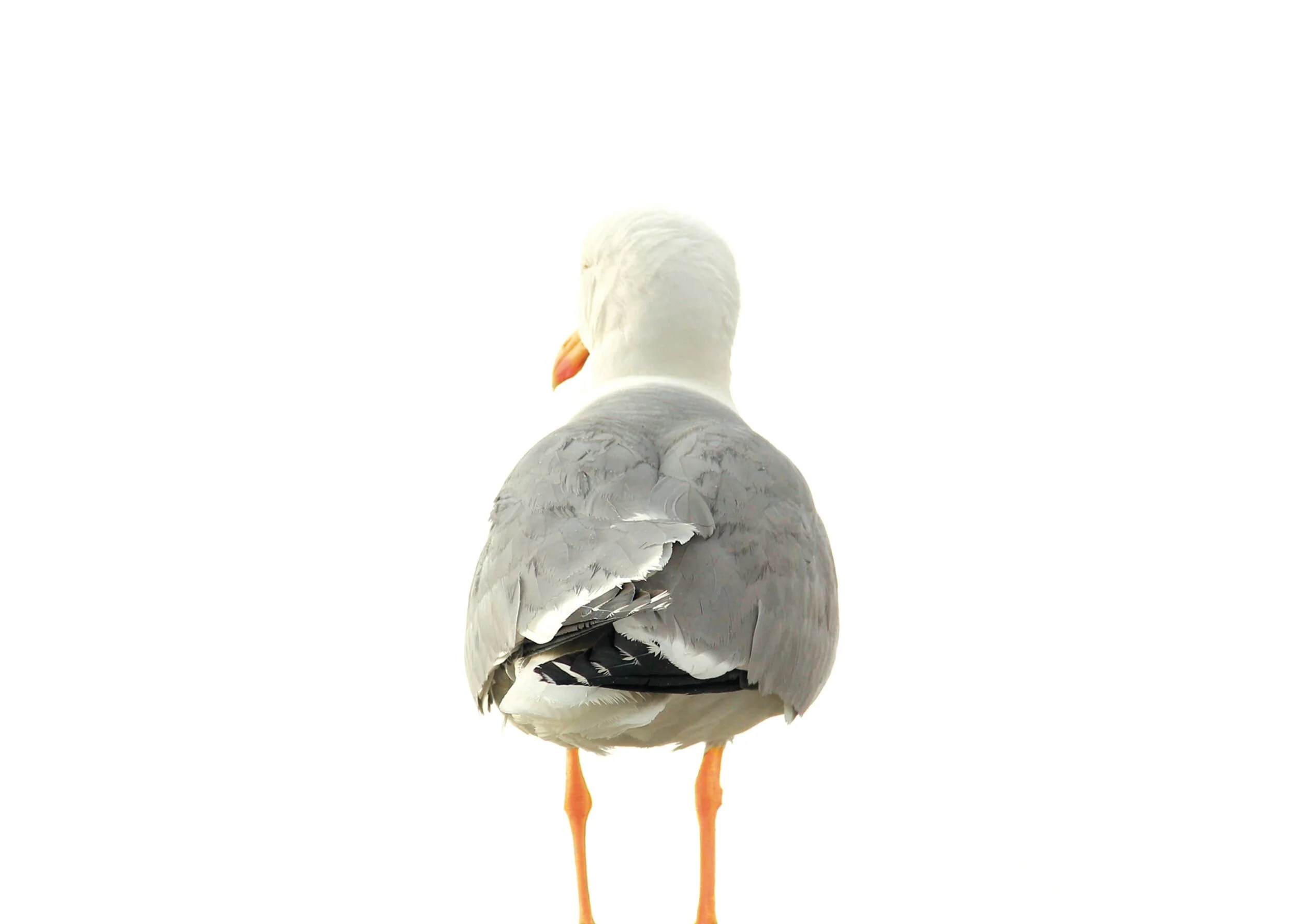 THE PIGEON