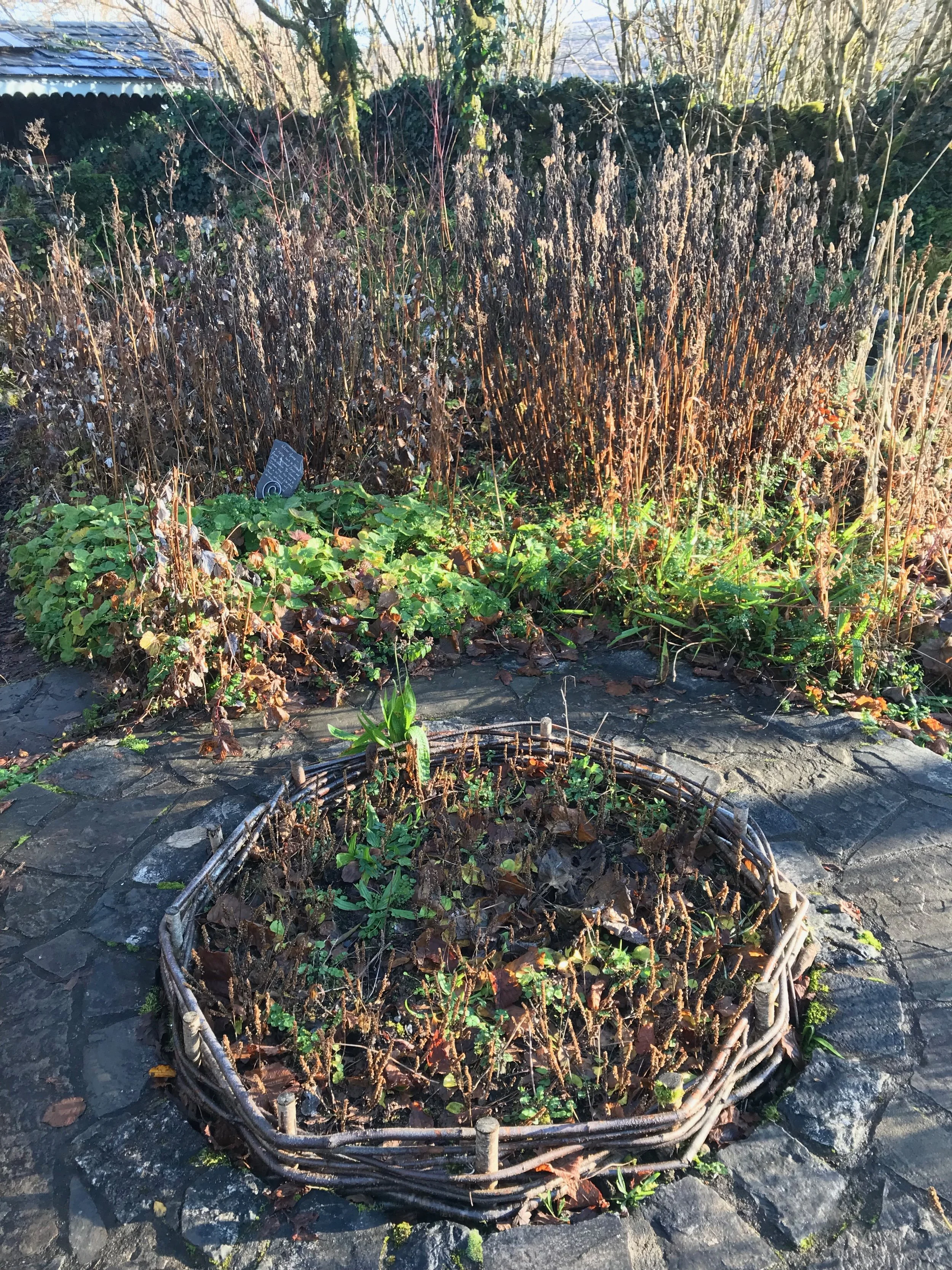 garden behind the shop