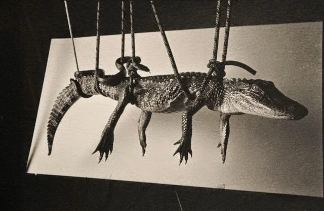 Robert Langham: Blackfork Bestiary