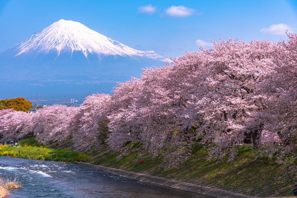 Mount-Fuji-in-springtime-1024x684.jpg