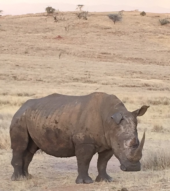 One of the white rhinos we spotted on our way back to the lodge. A rare and spectacular sighting. 