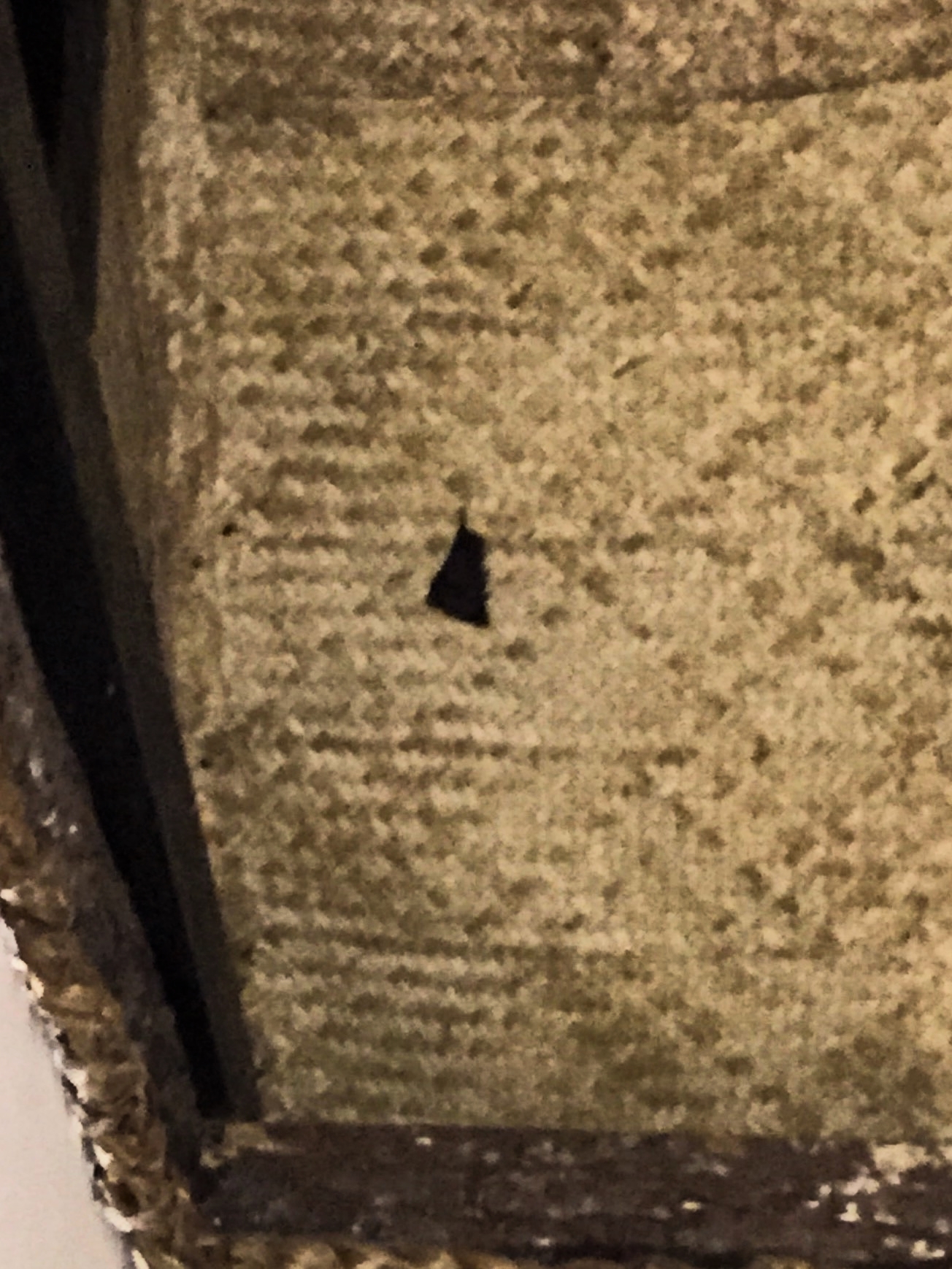 A friendly black bat keeping me company in my room. 