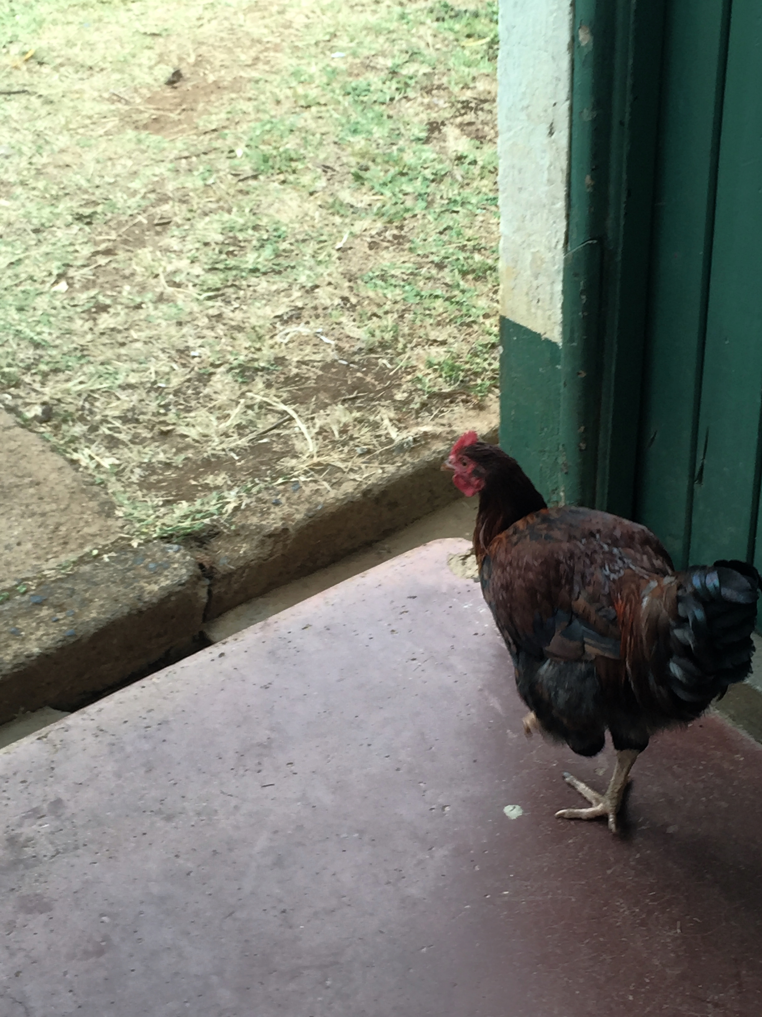 A chicken walks in and out of your hospital room.