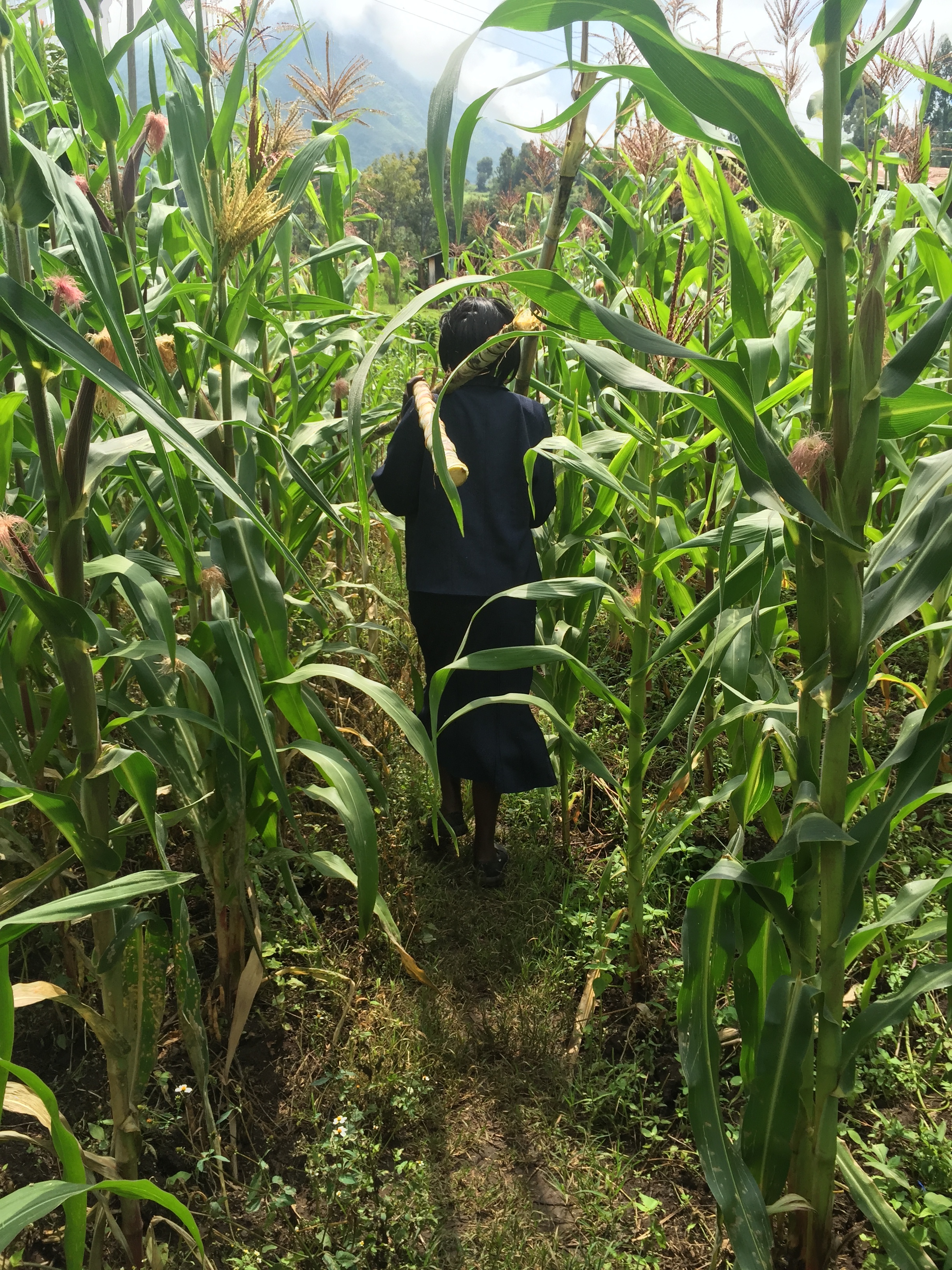 Helen walking back to the outreach with the 3 sugarcane stalks