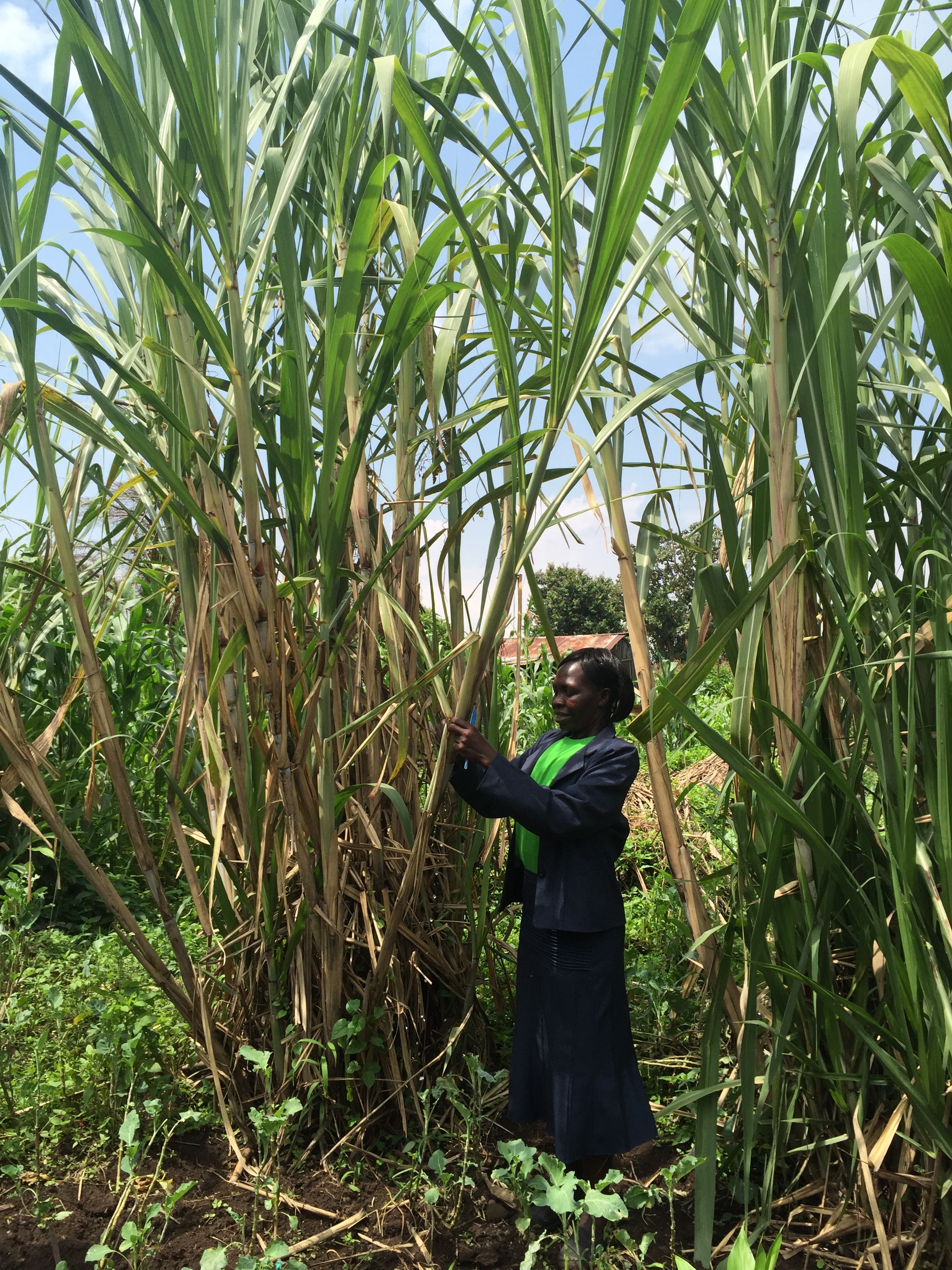 Helen taking down the stalk of sugarcane