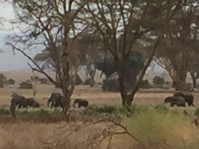 Herd of elephants walking by dining room
