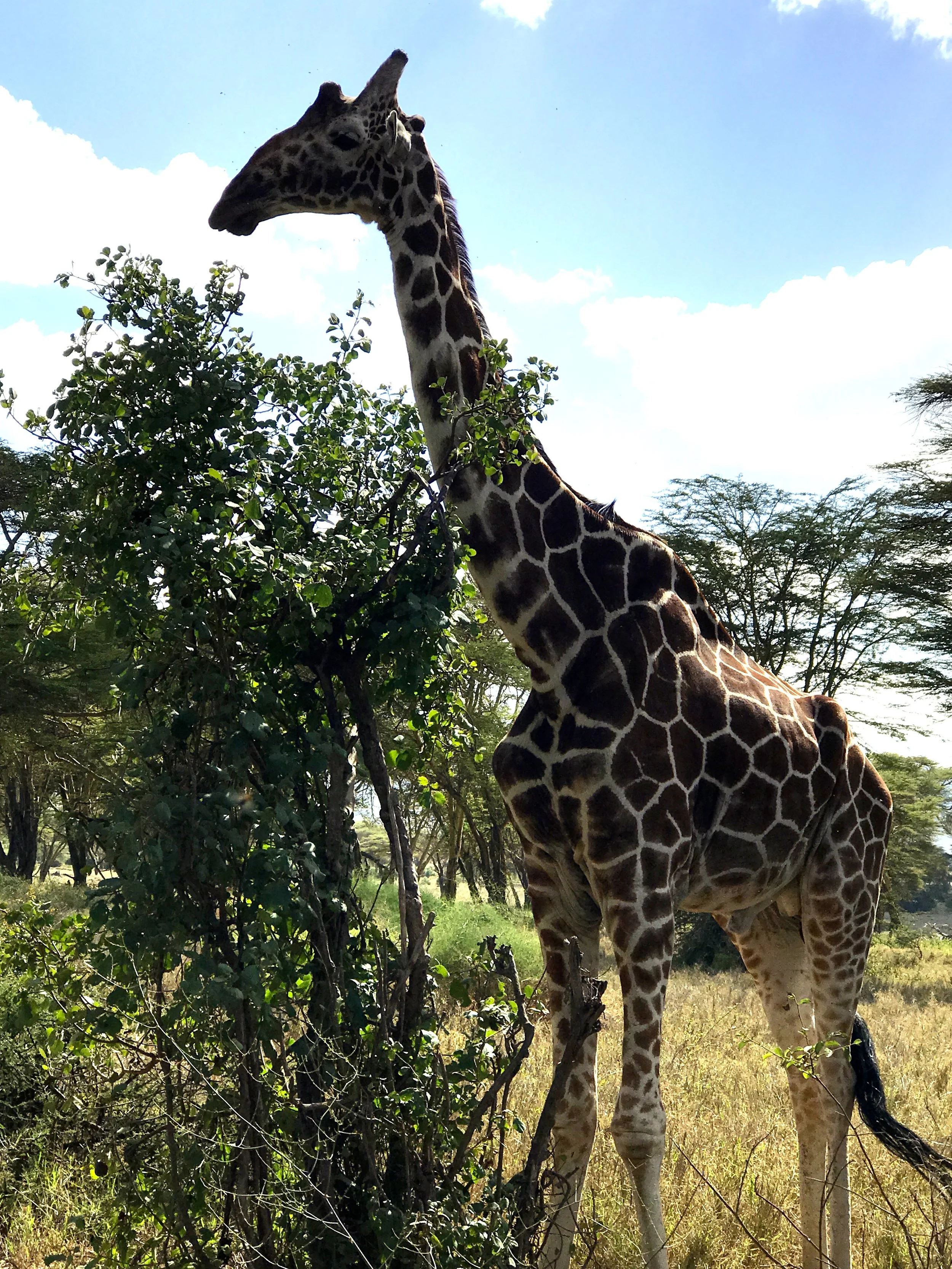A giraffe on the way to the clinic!