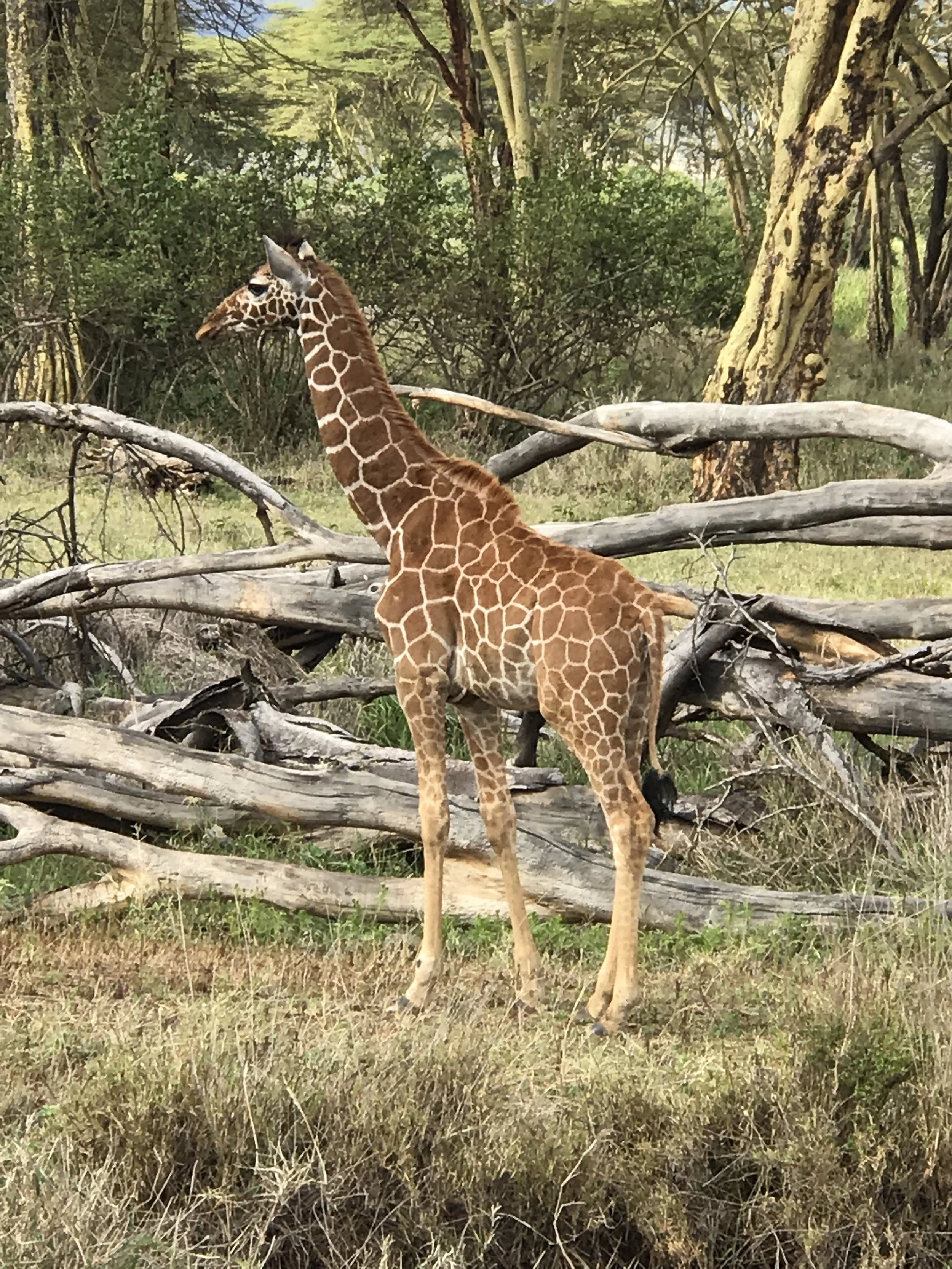 A baby giraffe on the way to the clinic. We've been told the mother left it about two weeks ago and has not come back. They assure us the baby is safe as this particular area is wired off and the lions can't get to it.