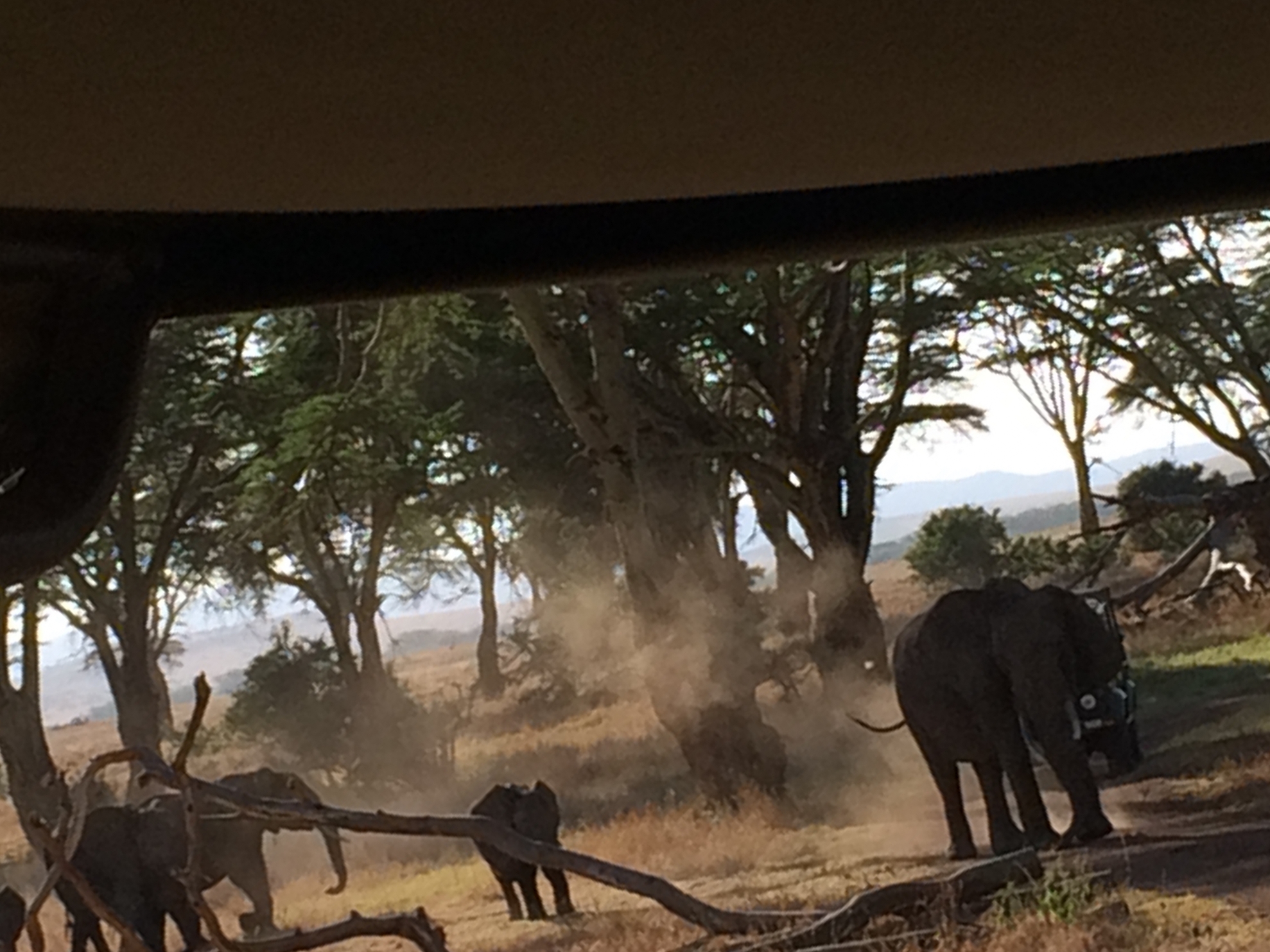 Parade of elephants