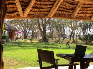 Open-air workspace: office, dining table and our monkey and impala neighbours graze nearby.