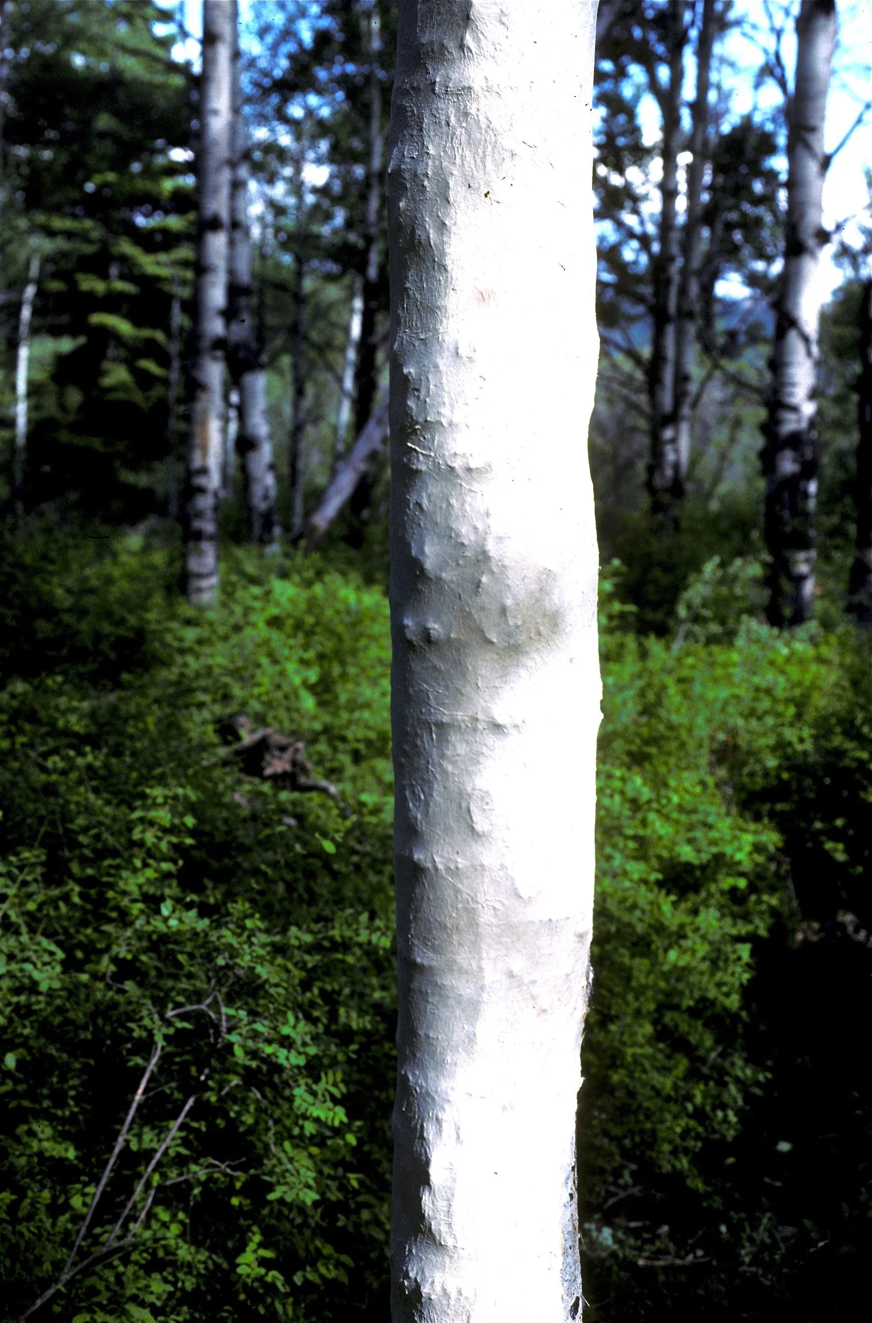 AspenWrap.JPG