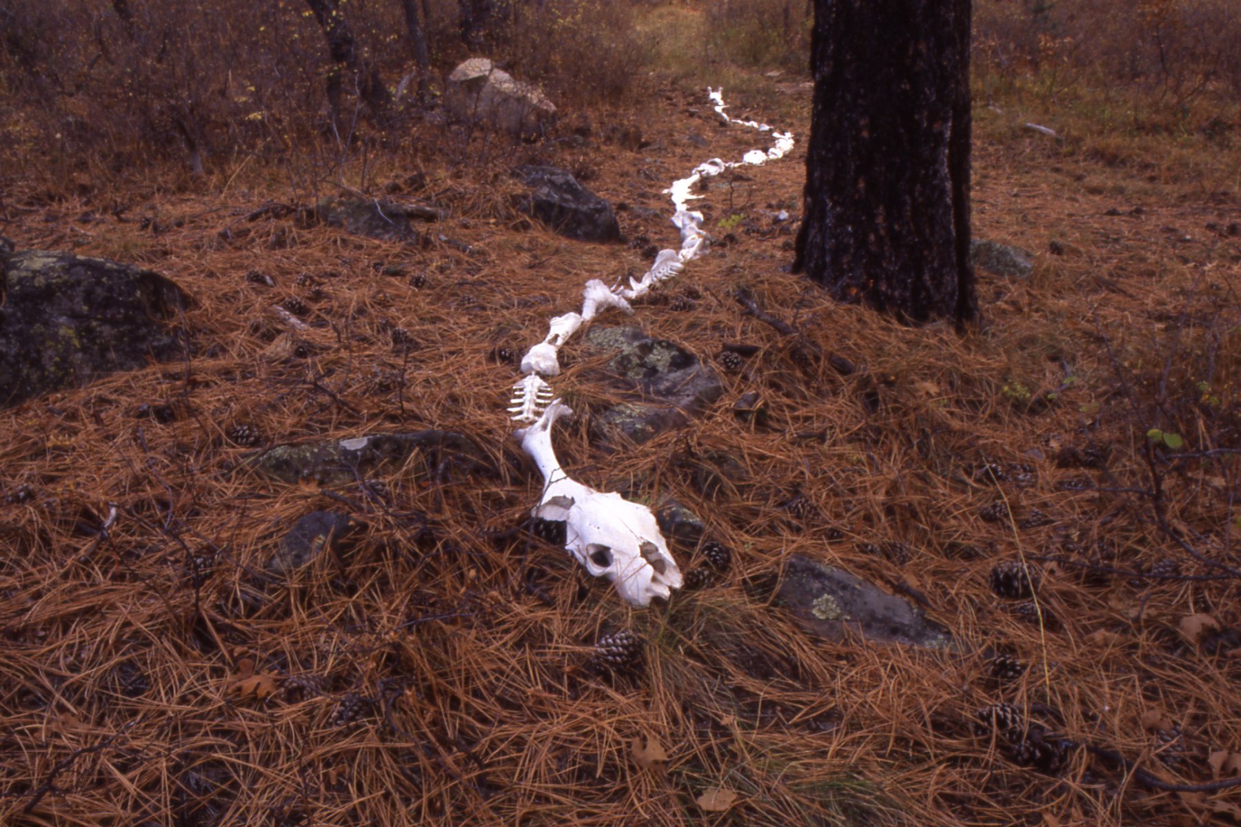 Bone Line.jpg