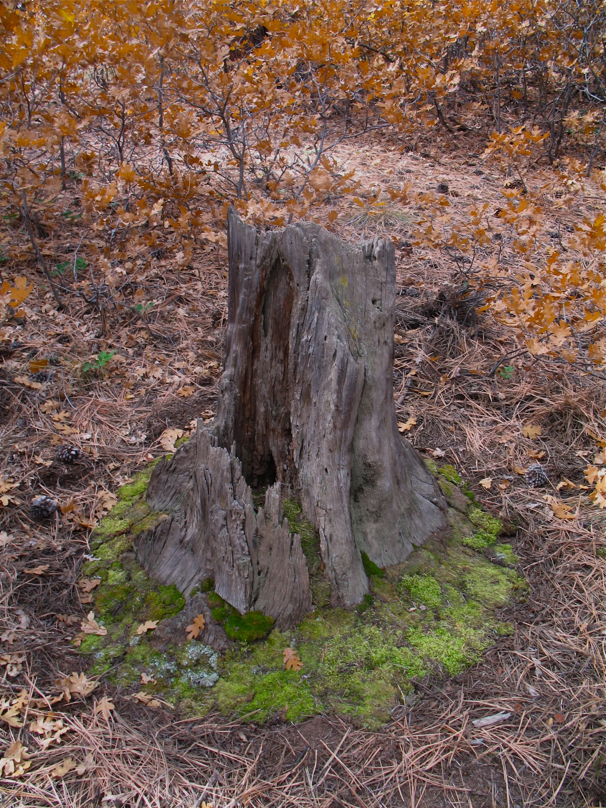 Animal Hse.JPG