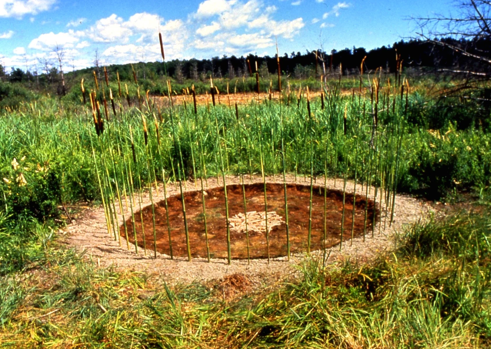 Seed Circle.jpg