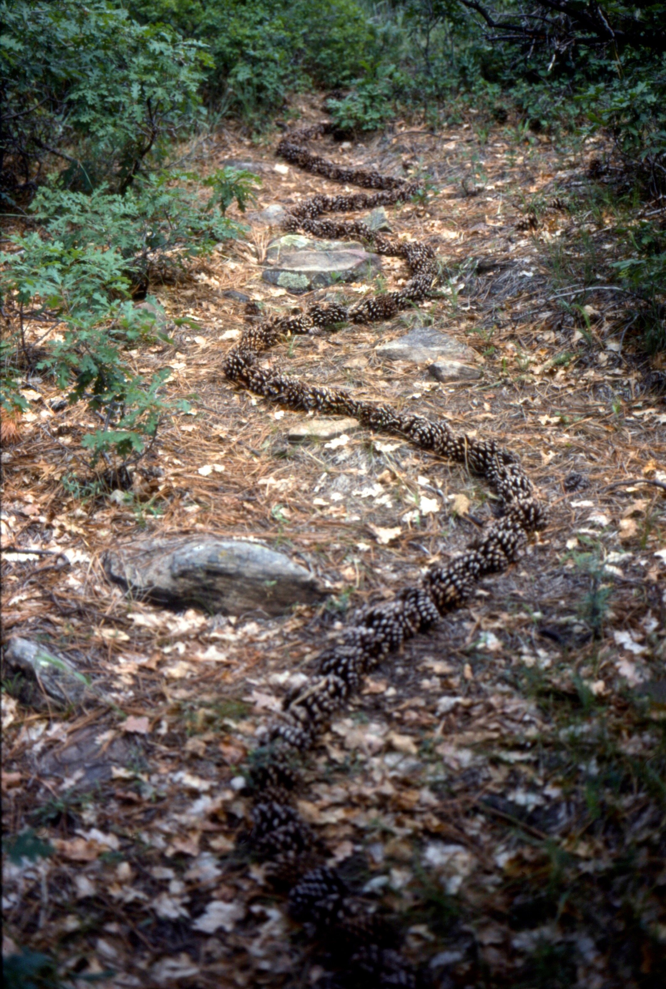 Pine Cone Stream, Clearview, CO,  1990's