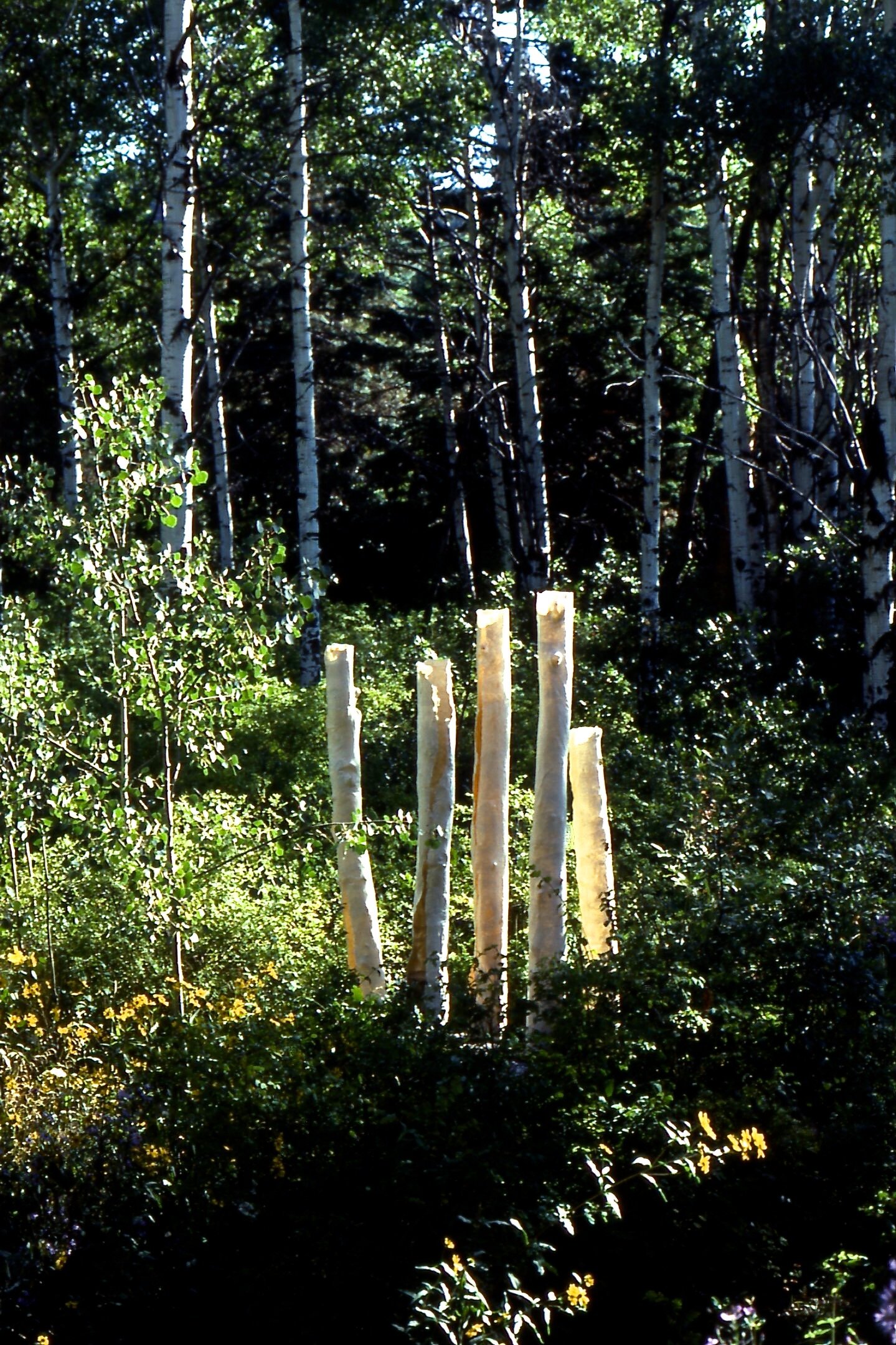 Aspen Forest, 1990's